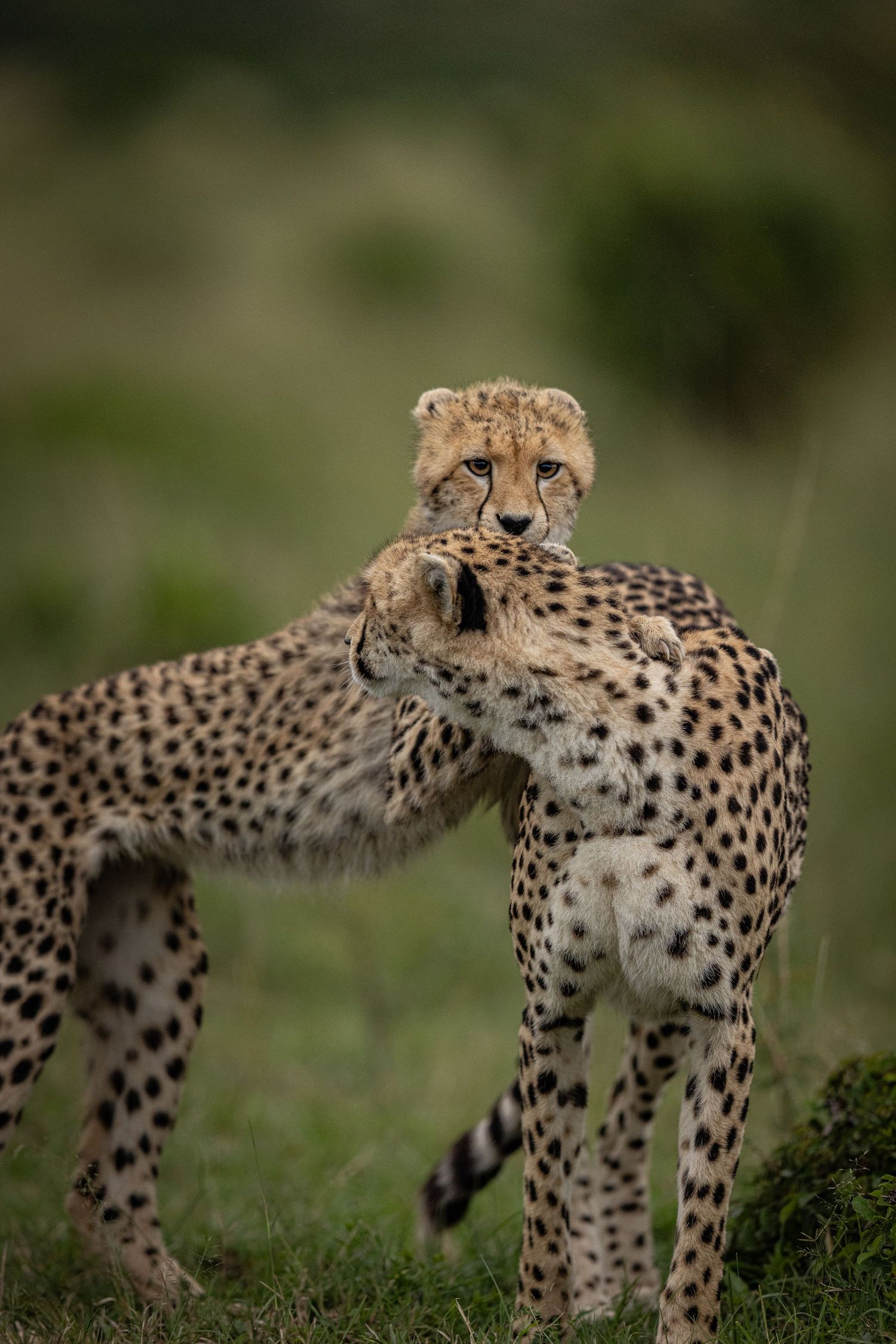 A cheetah stretches gracefully on a grassy hill, showcasing its spotted coat and slender profile against a blurred background.