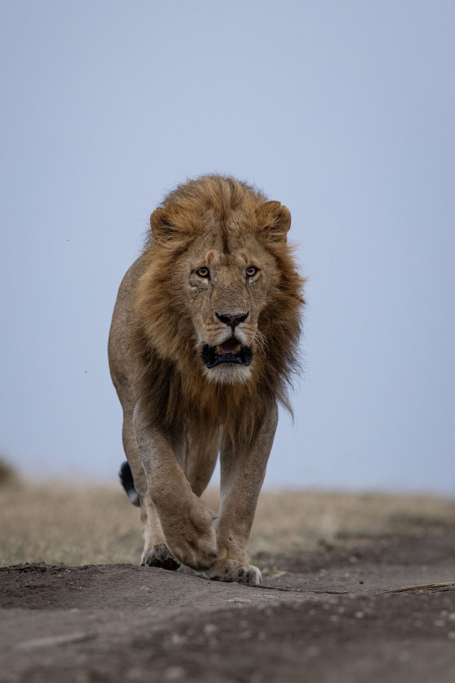 A male lion walks purposefully across rocky terrain in soft natural lighting.