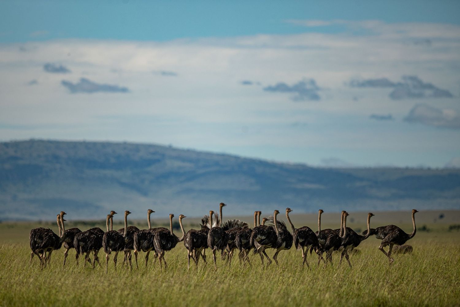 A group of ostriches gather in formation across an open African savanna landscape.