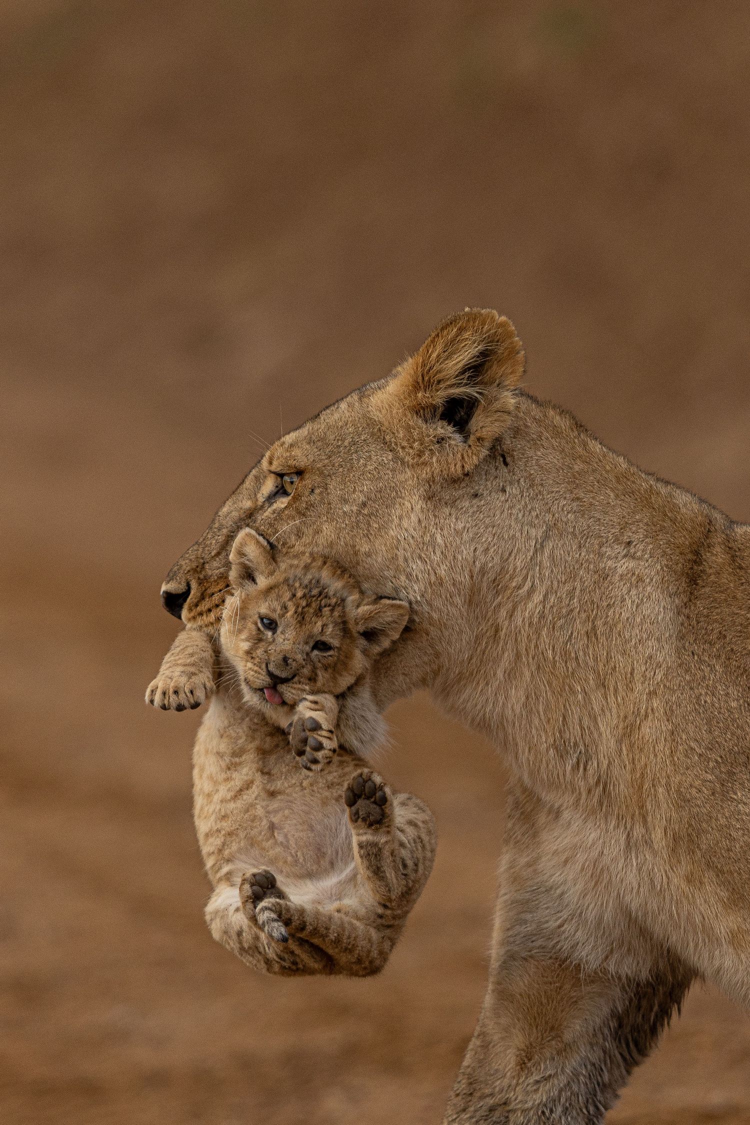 Lioness carrying her cub by the scruff through dusty terrain.
