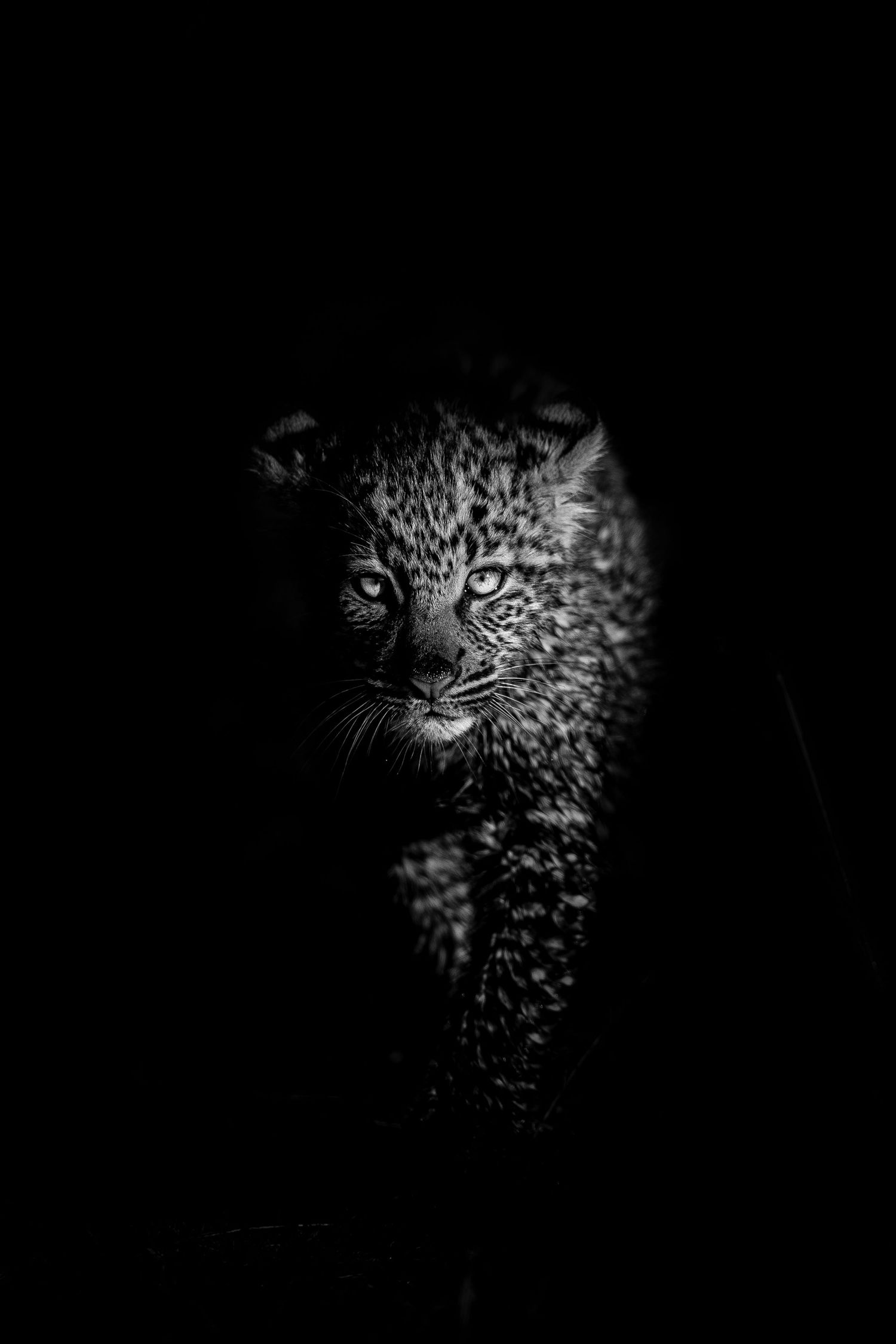 Close-up of a leopard's spotted fur and face emerging from darkness in black and white.