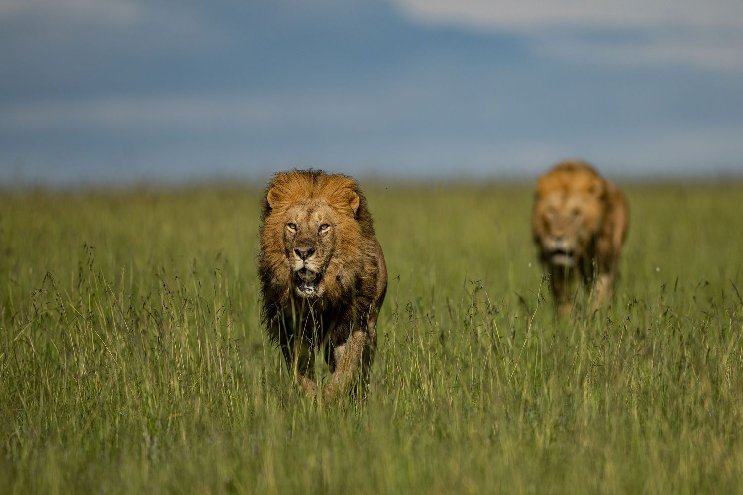 Lions walk through tall grass in the African savanna under a blue sky.