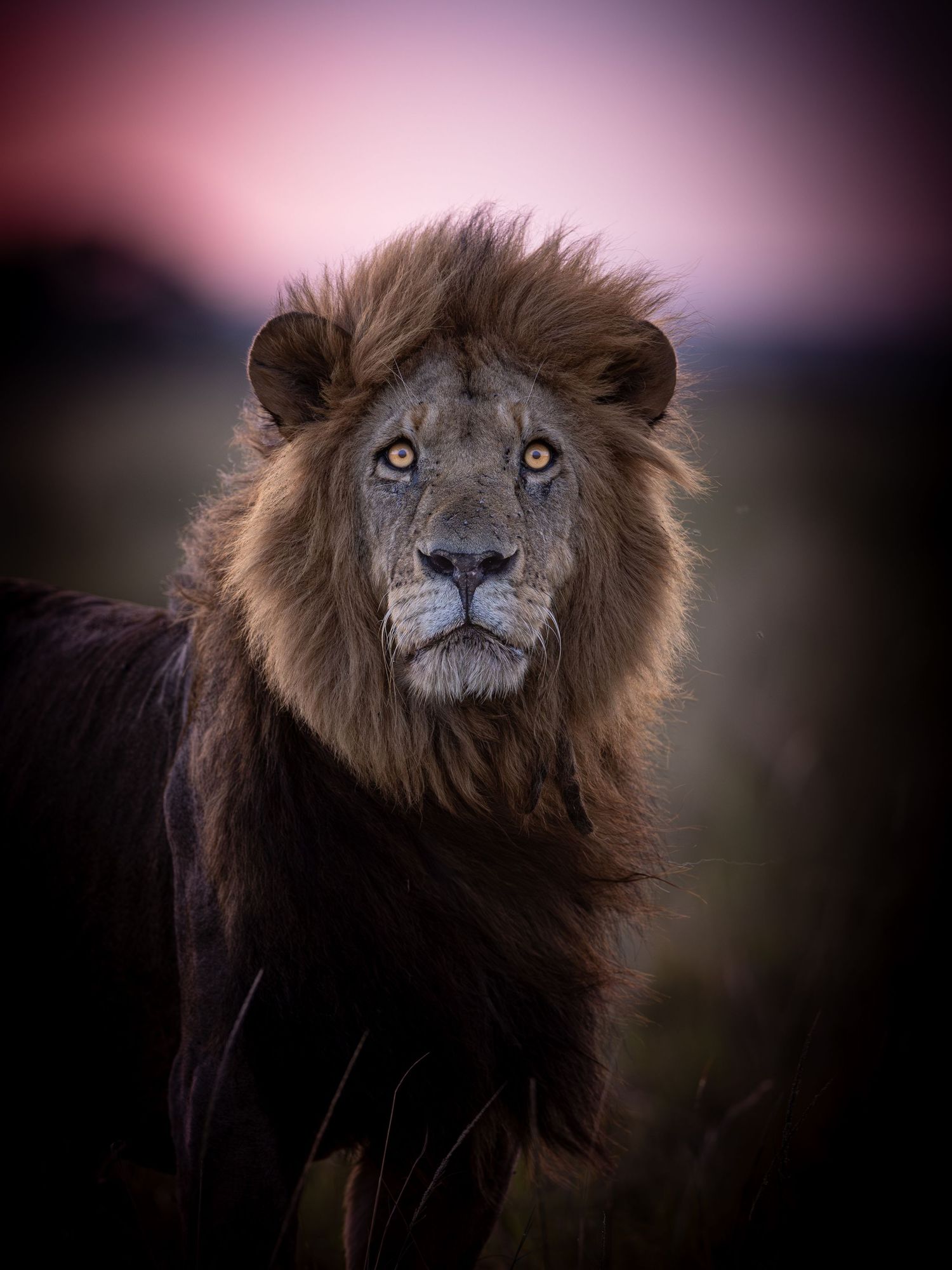 Dramatic portrait series of a male lion with dark mane against dusky pink background.