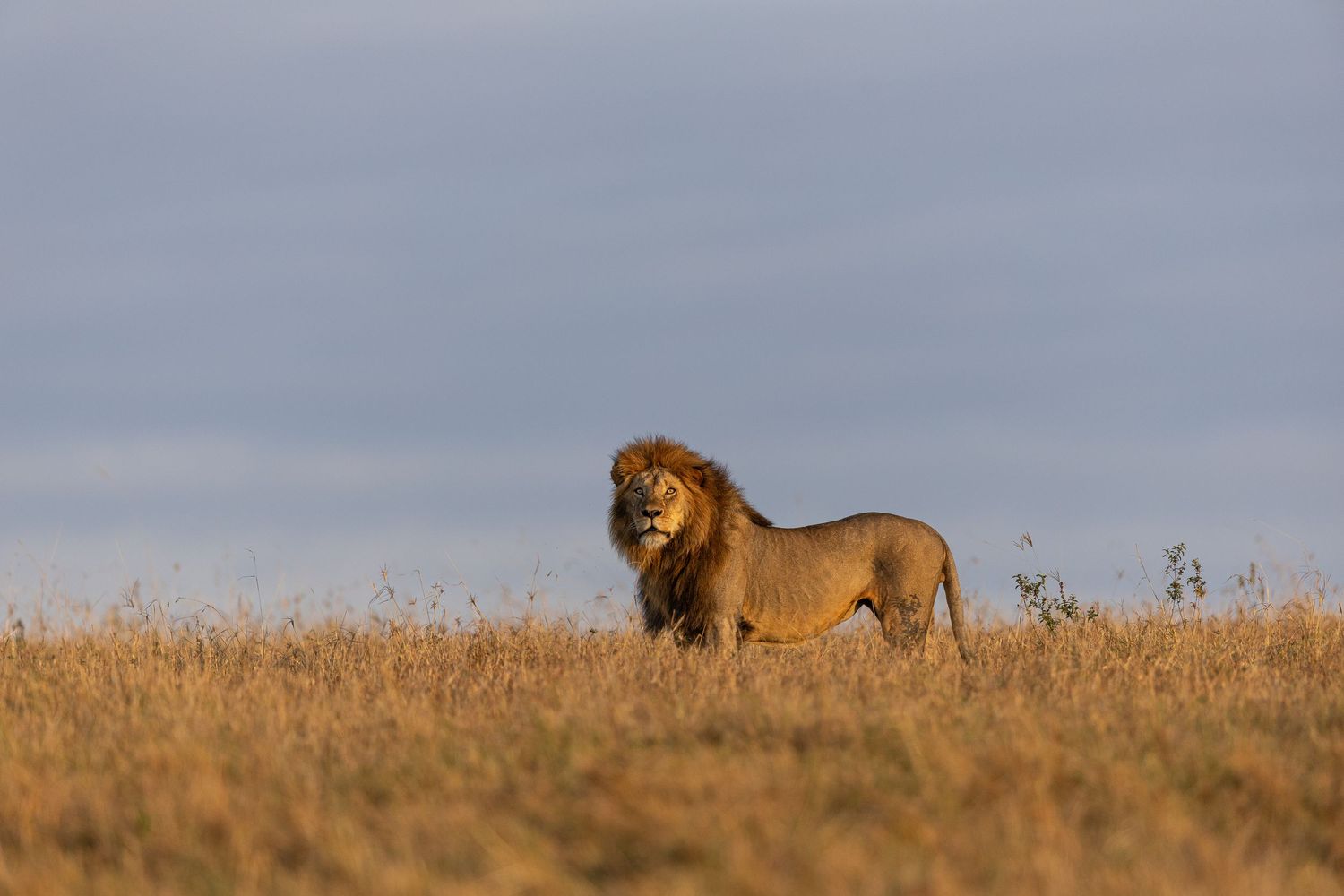 A majestic male lion stands alert in golden grasslands against a moody sky during sunset.