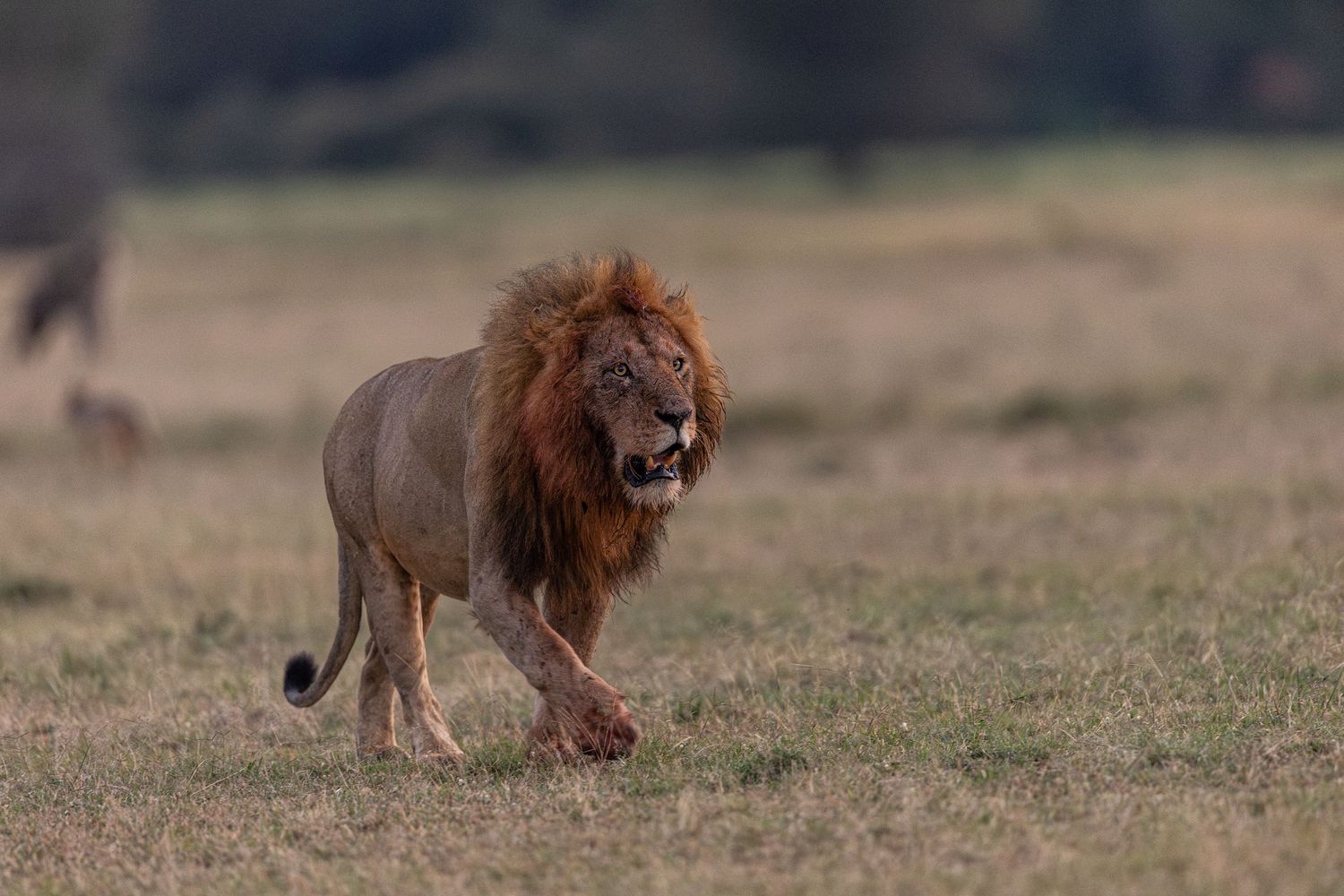 Male lions patrol their territory across the African savanna grasslands.