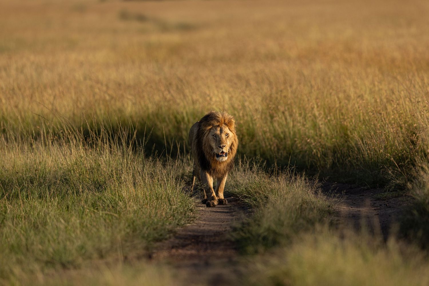 A pride of lions walking through tall golden grass in the African savanna at sunset.
