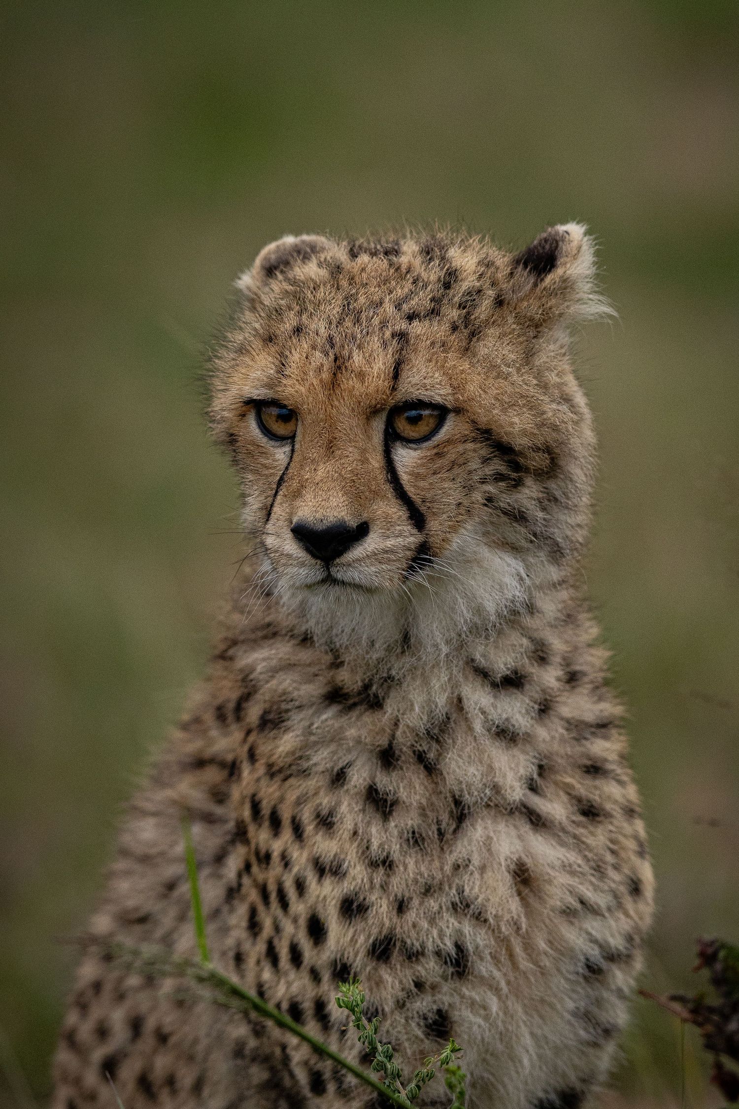 A close-up portrait of a young cheetah with spotted fur and intense blue eyes against a blurred natural background.