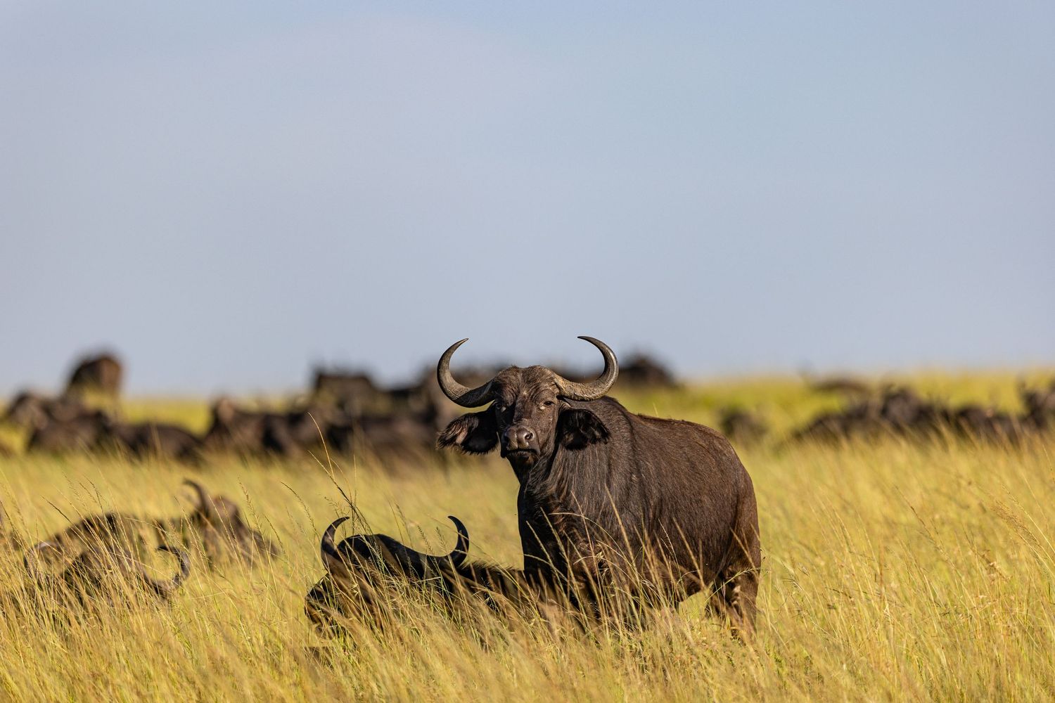 Herd of wildebeest moving across golden savanna grasslands.