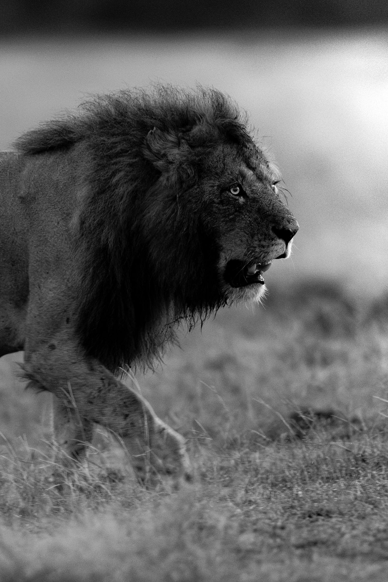 Black and white image of a lion running through tall grass.