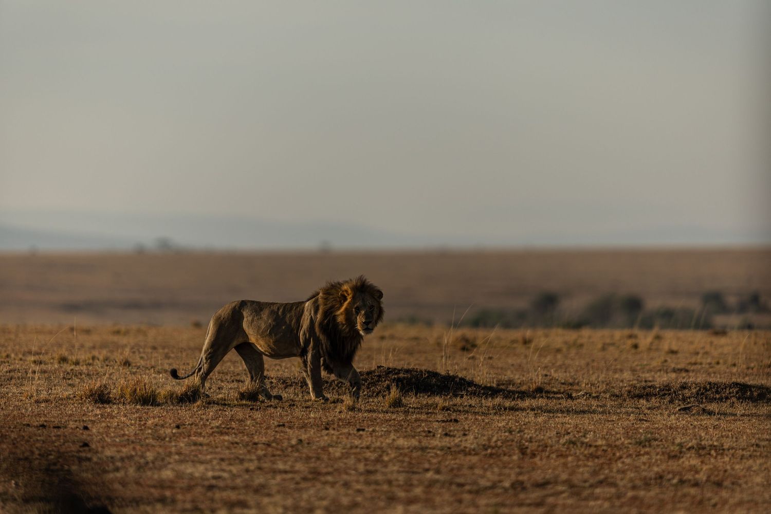 Lions walking across a vast savanna landscape during golden hour as the sun sets in the distance.