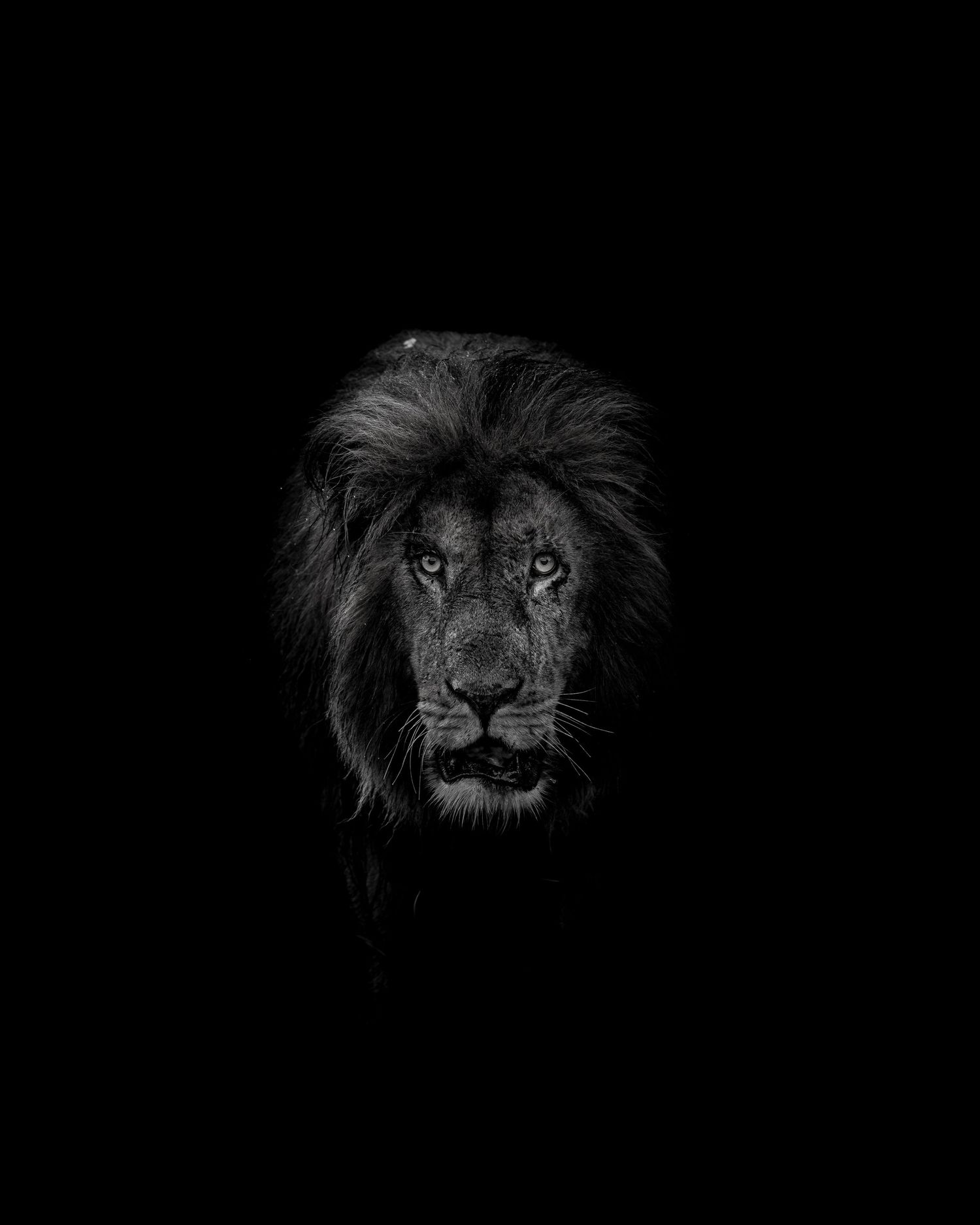 Dramatic black and white portraits of a male lion's face emerging from darkness.