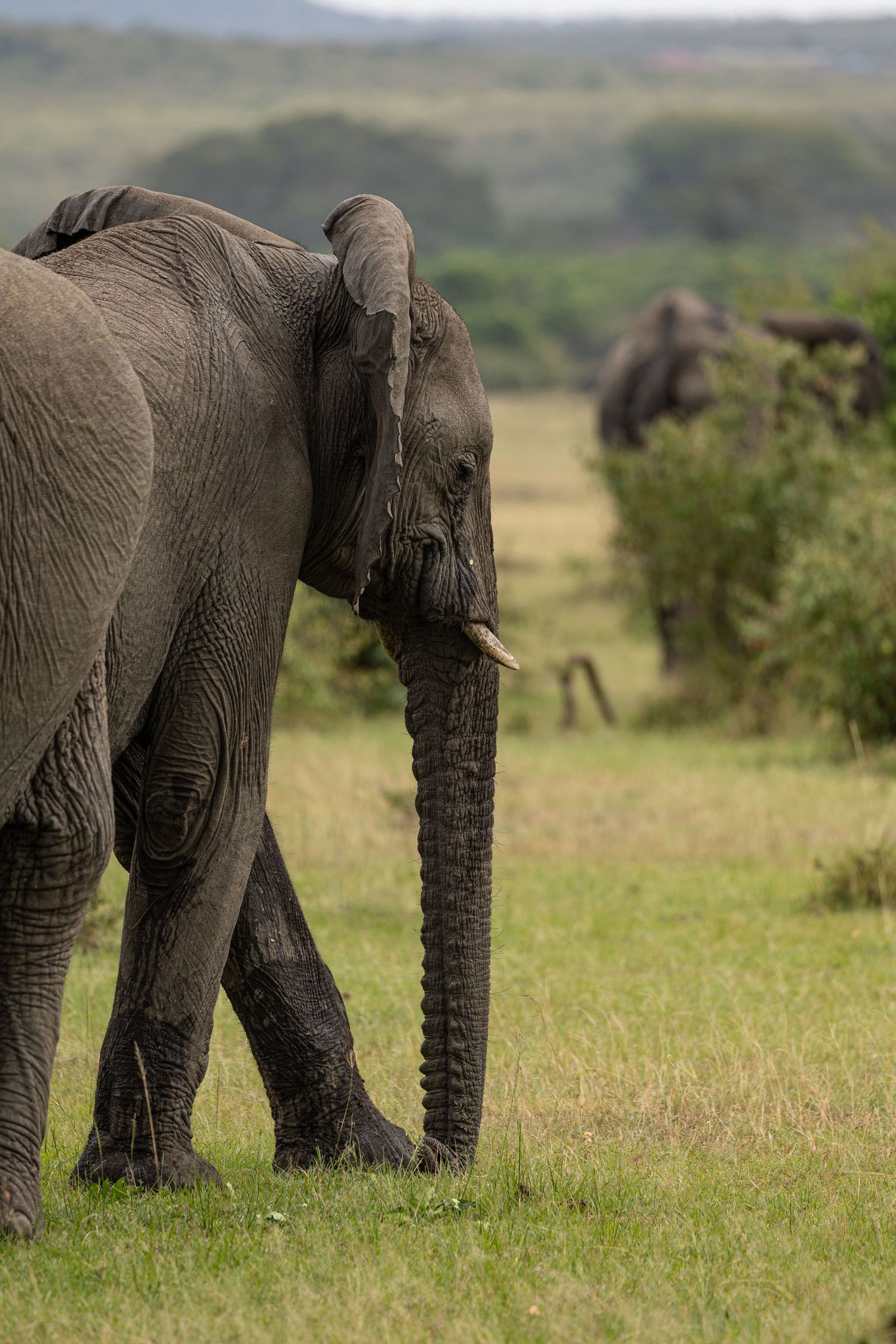 Herd of African elephants walking through green grassland in single file.