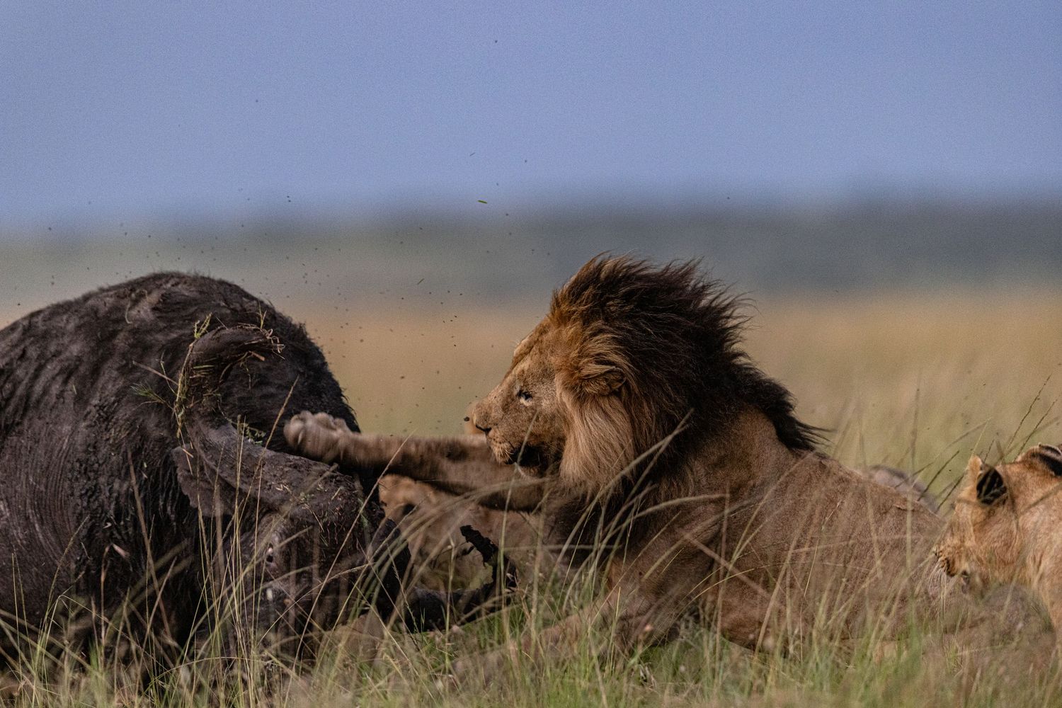 Two male lions fight aggressively in the African savanna grasslands while other lions watch in the background.