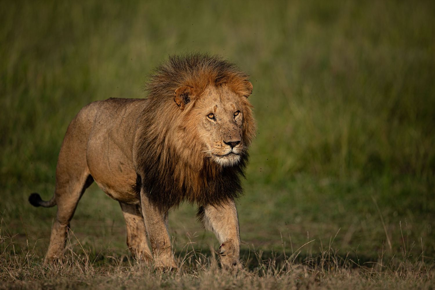A majestic male lion walks through tall grass in the African savanna during golden hour lighting.