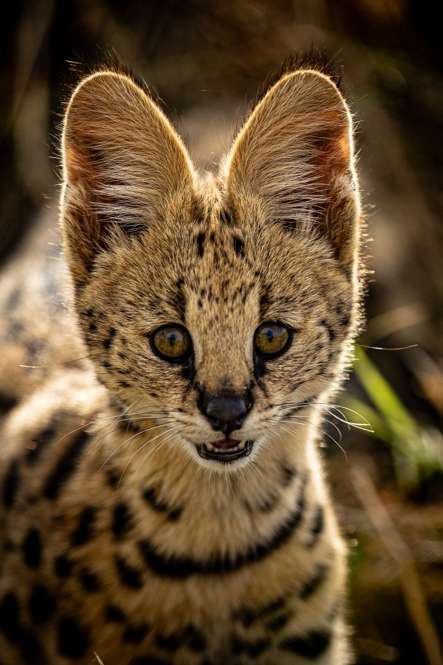 Serval cat's face in close-up showing distinctive spotted pattern and large ears.