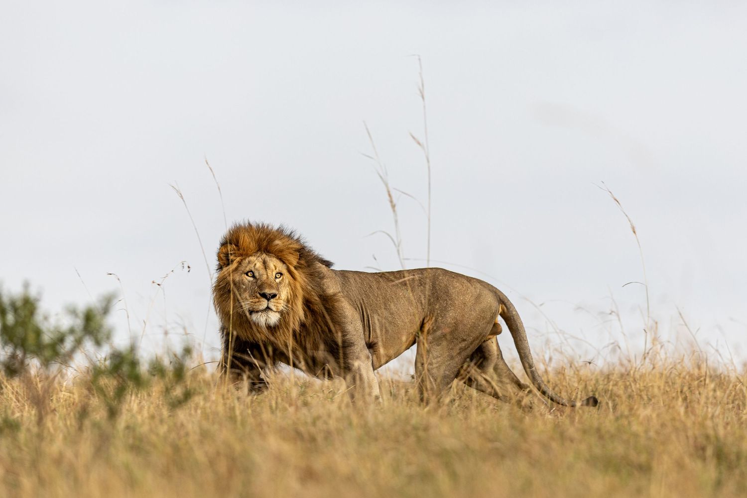 A majestic male lion rests on a grassy savanna hill during golden hour in Africa.