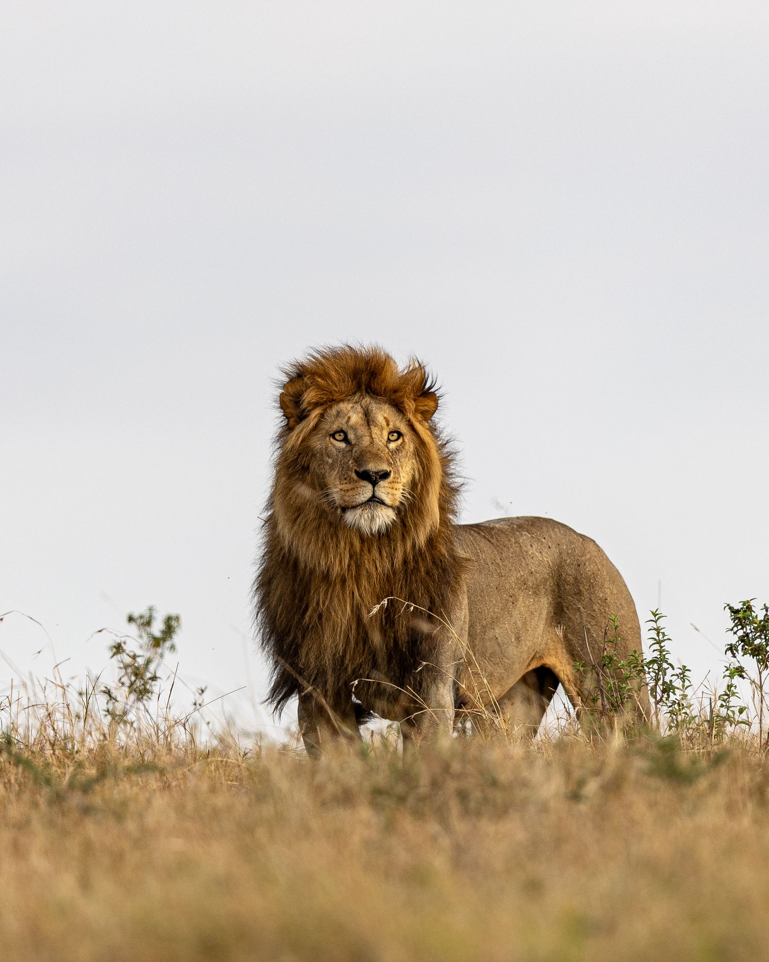 Two majestic male lions stand alert in the savanna grasslands during golden hour lighting.