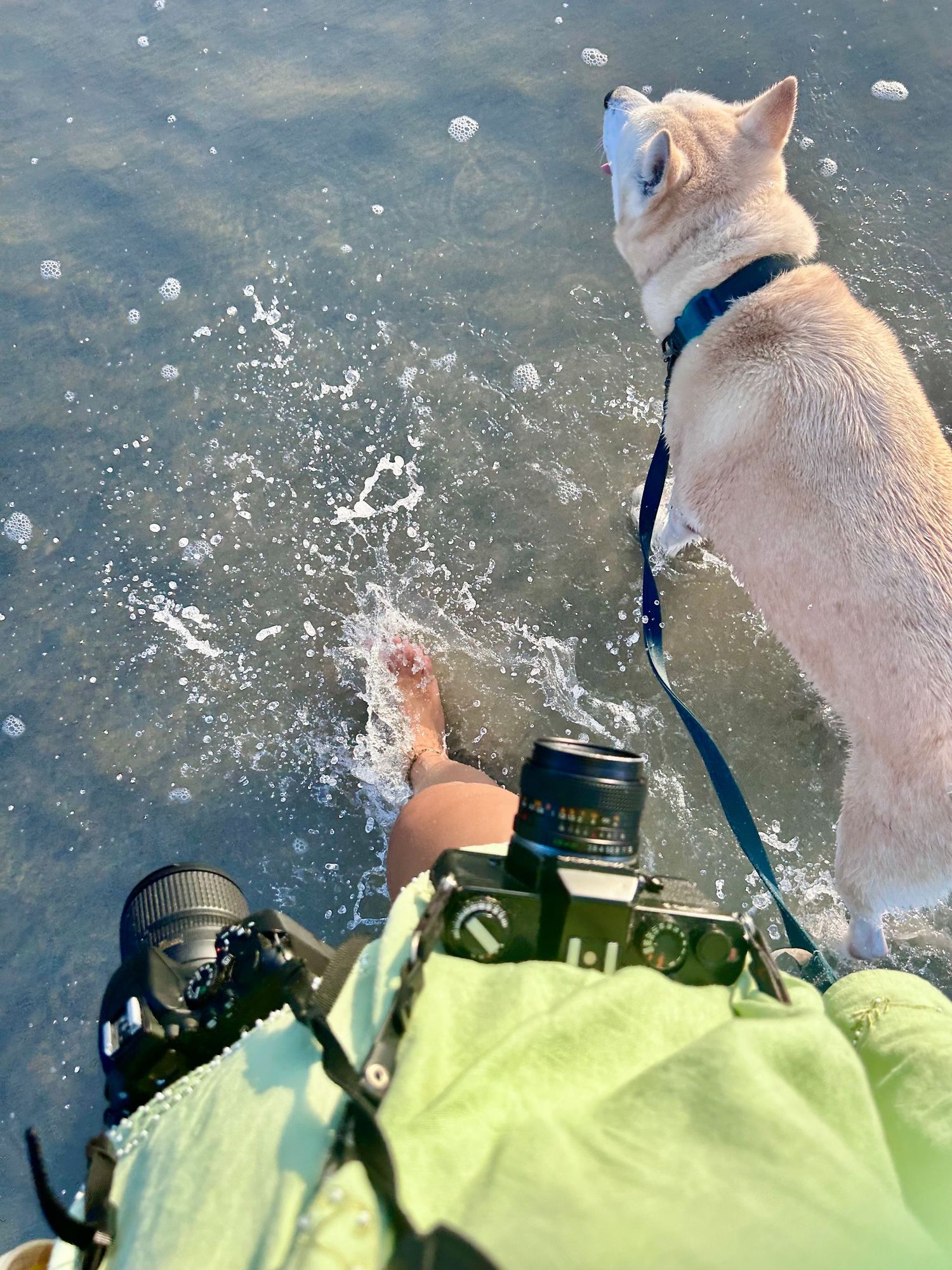 A cream-colored dog wearing a blue leash stands at the edge of water while splashing occurs near their feet.