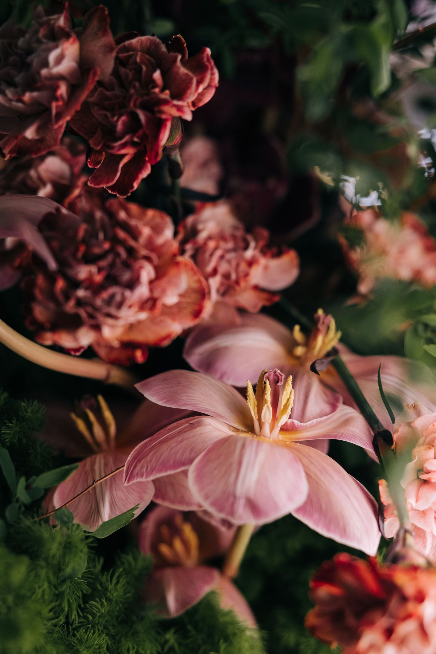Close-up of pink and red flowers with delicate petals in moody lighting.