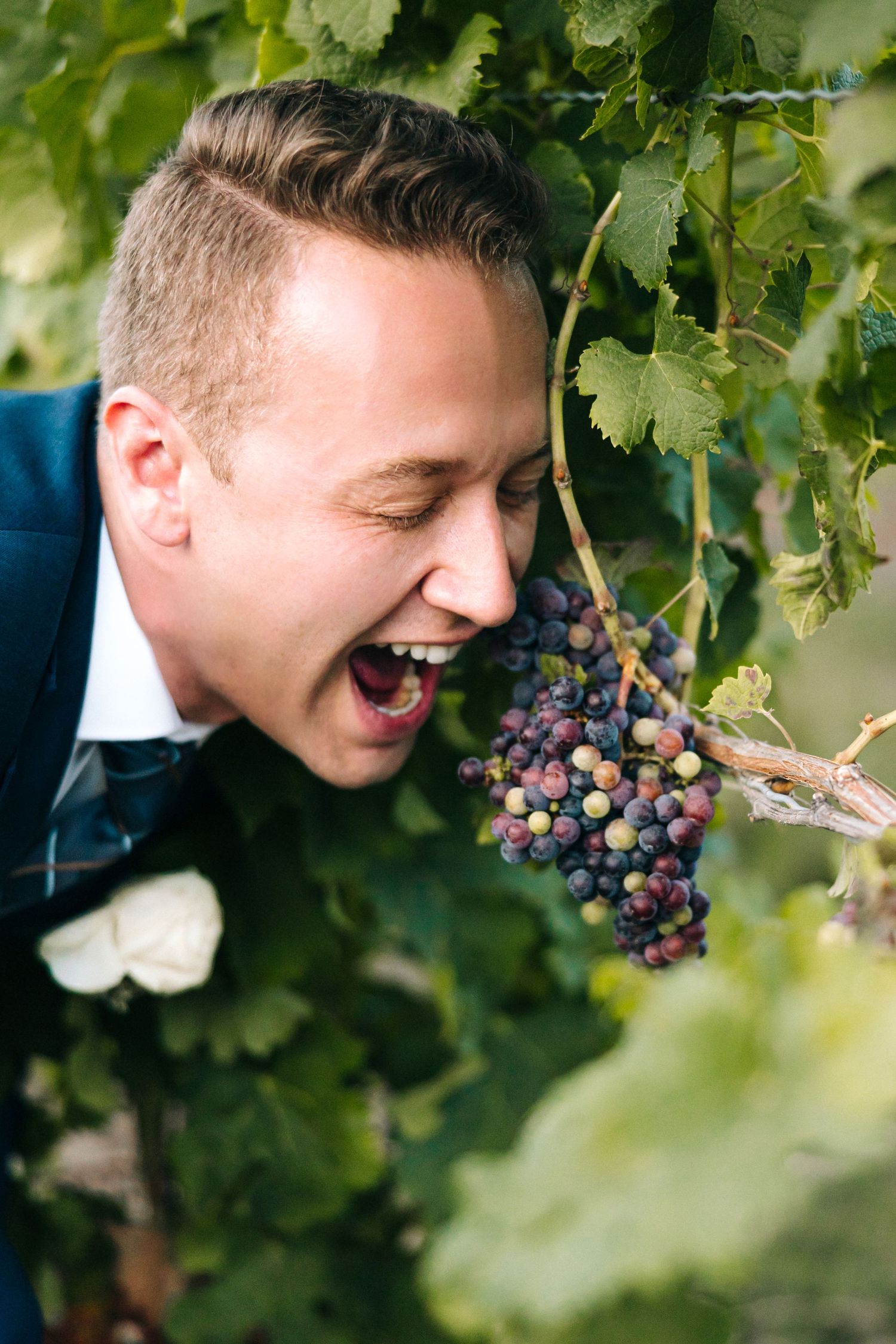 Joyful person playfully leaning in to taste fresh grapes on a vine in a vineyard.