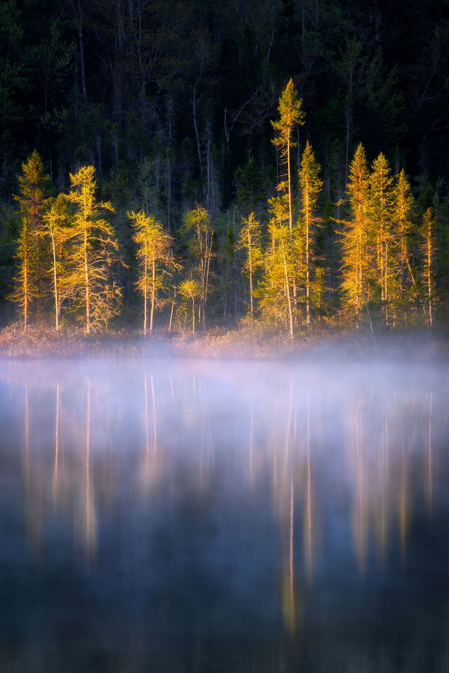 Golden sunlit pine trees reflect on misty lake surface at dawn with ethereal fog hanging low over still waters.