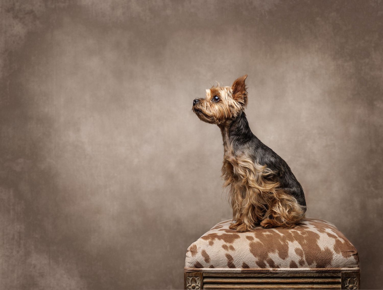 Yorkshire Terrier puppy sits alertly on brown spotted cushion against textured sepia background in studio portrait.