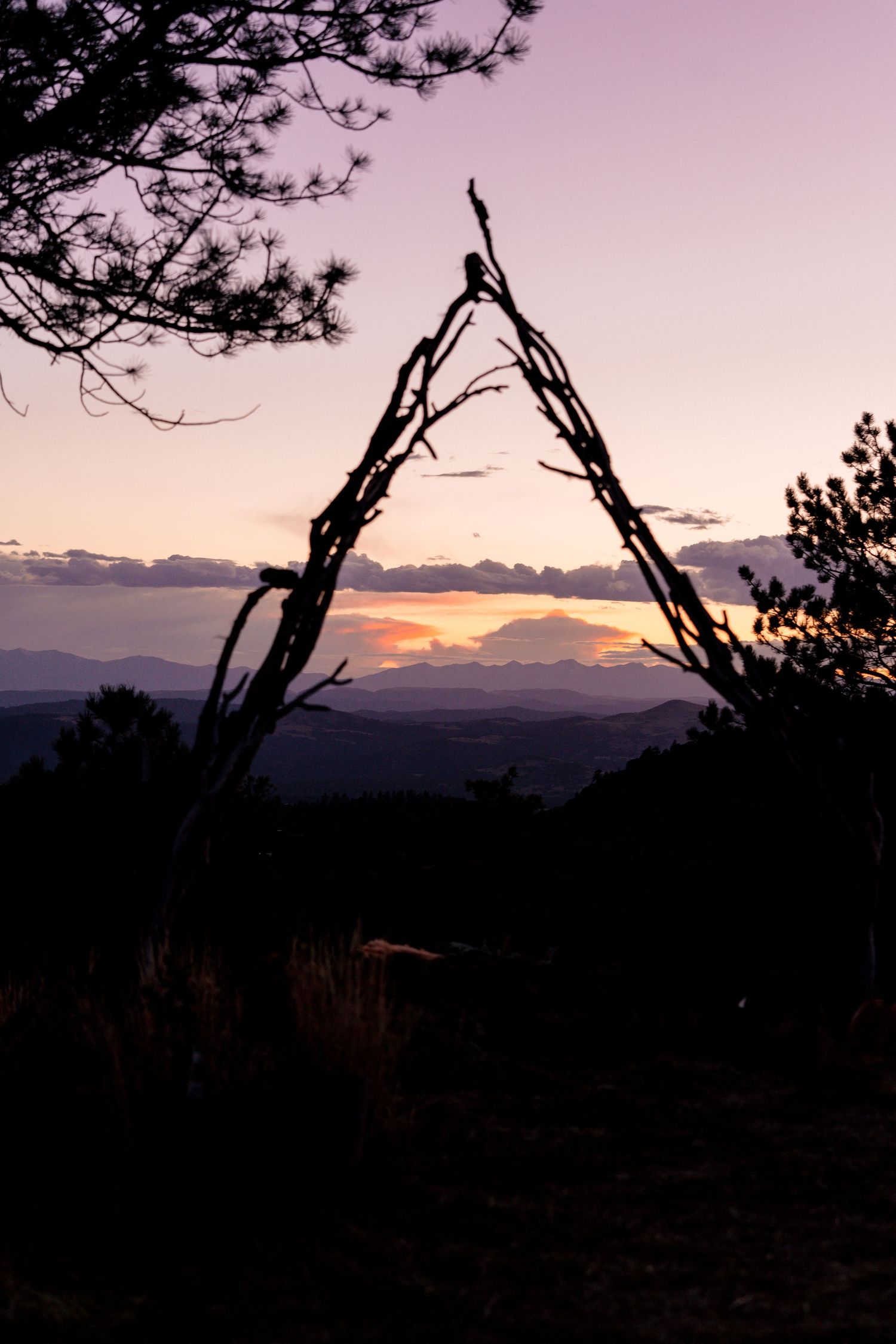 Striking sunset silhouettes pine tree branches against a purple and pink sky in a series of connected landscape photos.