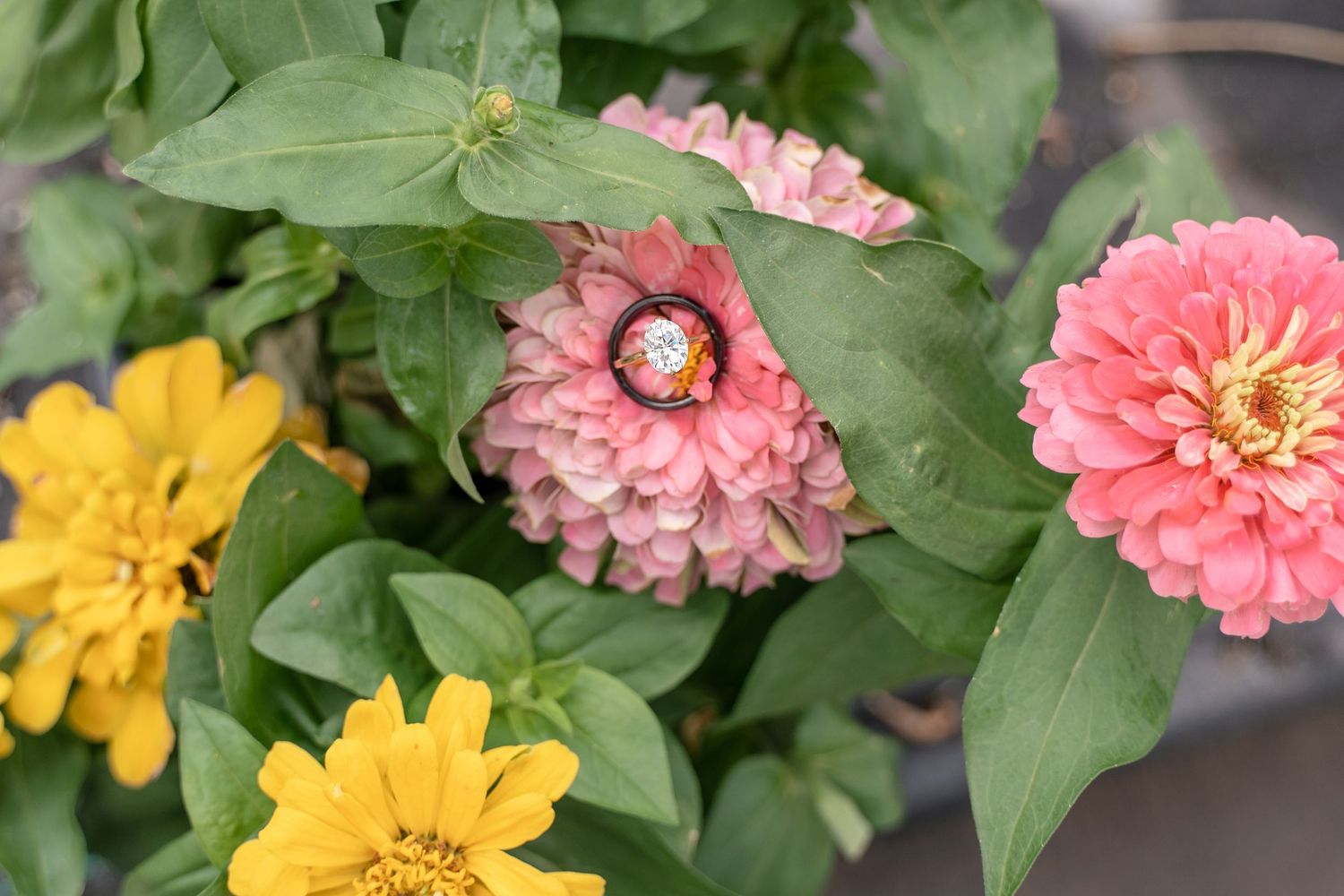 Bright pink and yellow zinnia flowers bloom among lush green foliage in a summer garden.