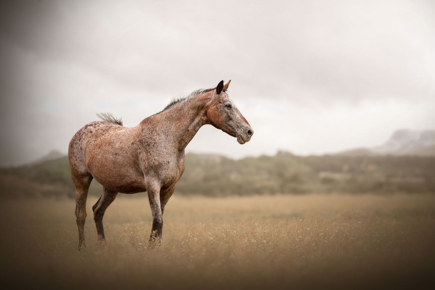 Cheval en liberté dans une vallée, se dirigeant vers la droite