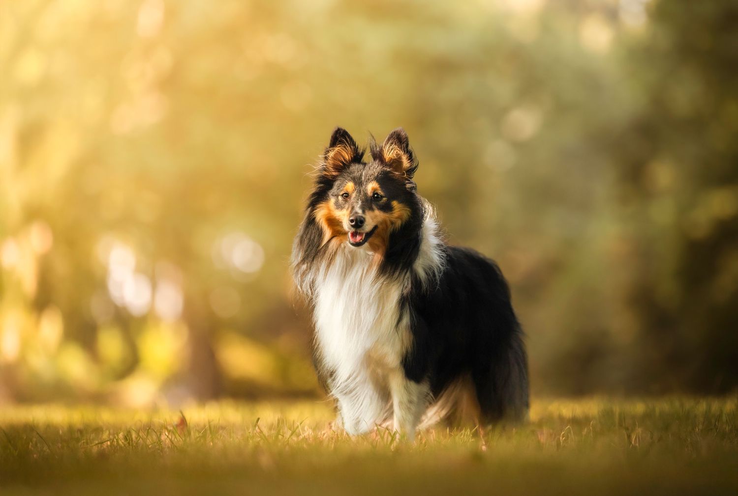 Chien debout dans l'herbe devant une forêt, lever du soleil