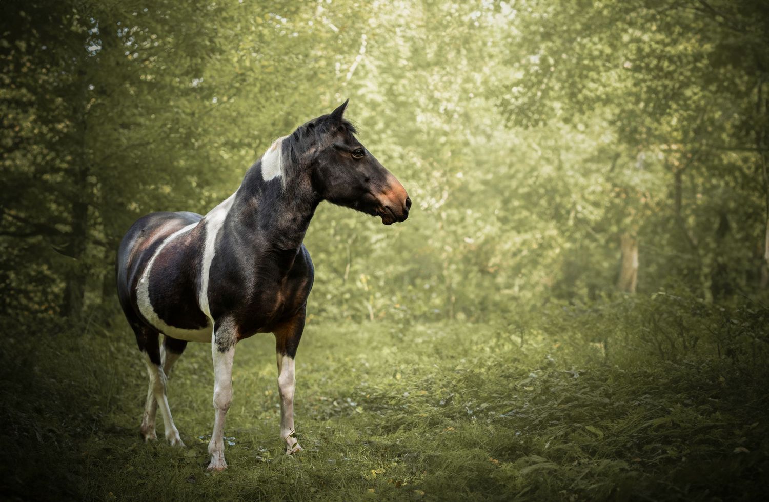 Cheval debout dans la forêt ambiance féerique et magique