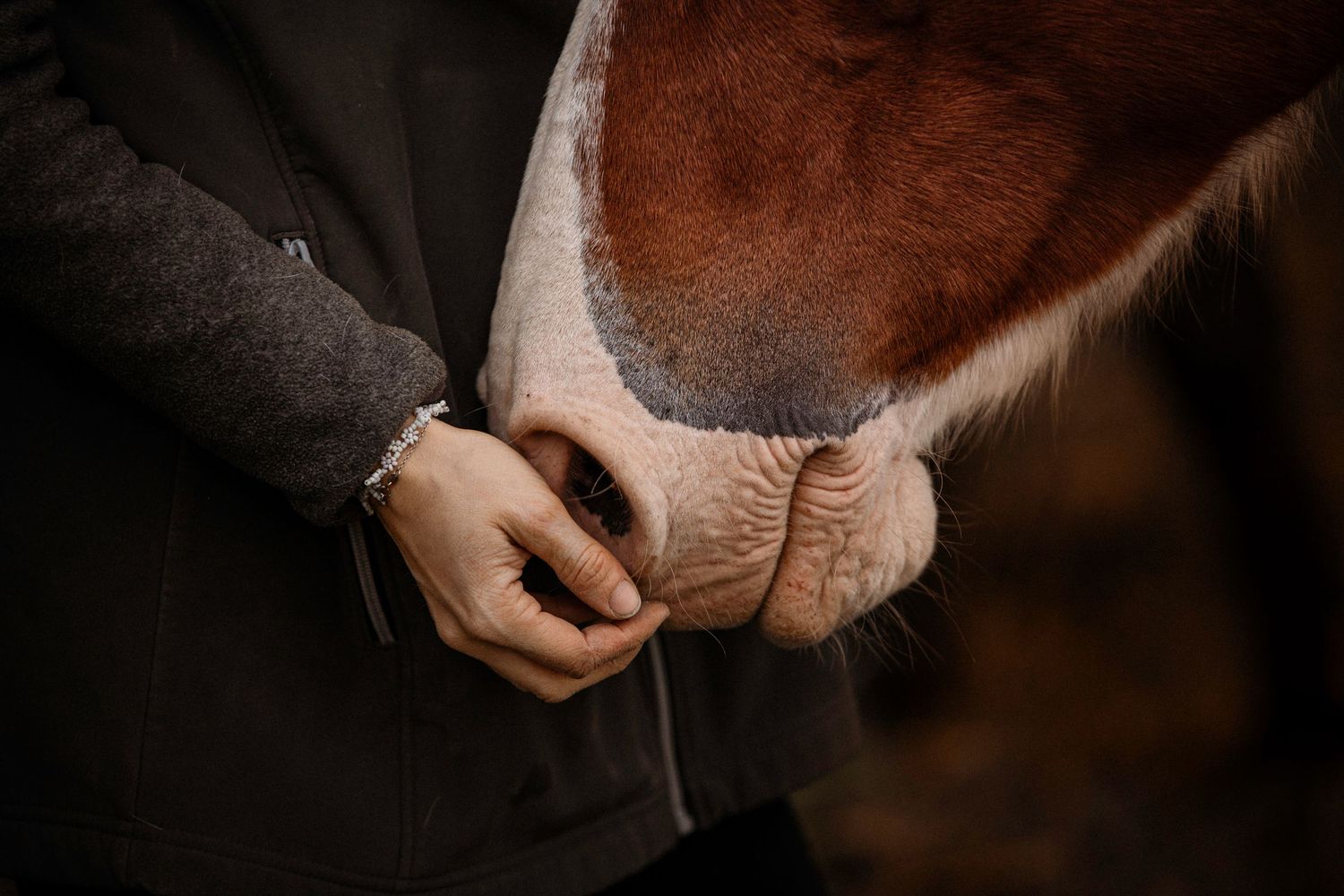 Gros plan d’un cheval et de son propriétaire, l’animal pose doucement son museau dans les mains de l’humain, ambiance douce et chaleureuse.