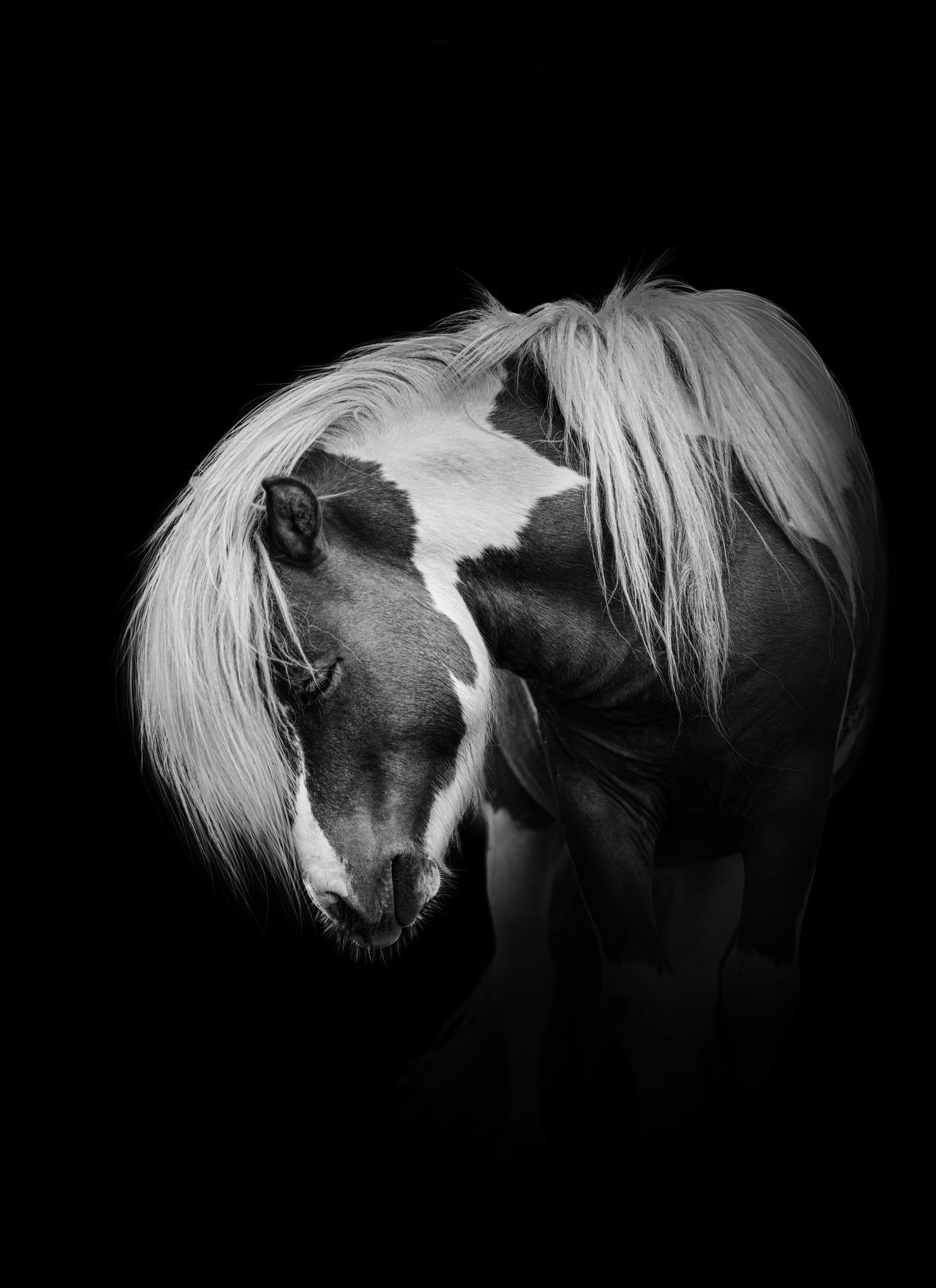 Cheval pie sur fond noir