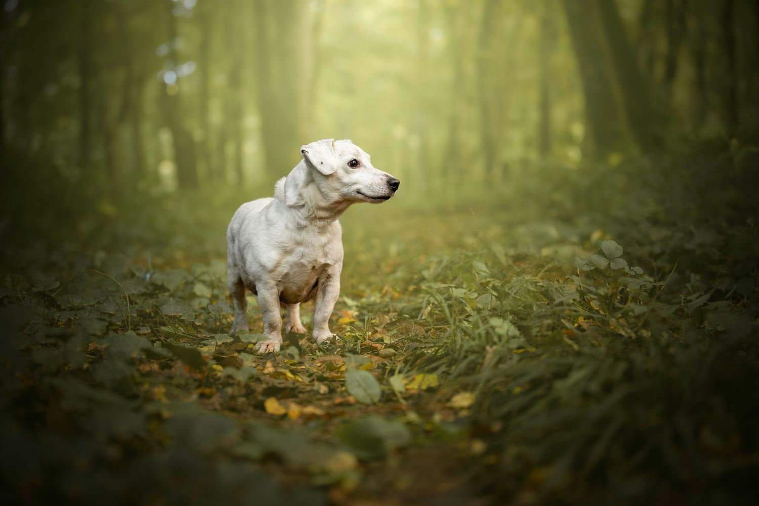 Chien debout dans la forêt