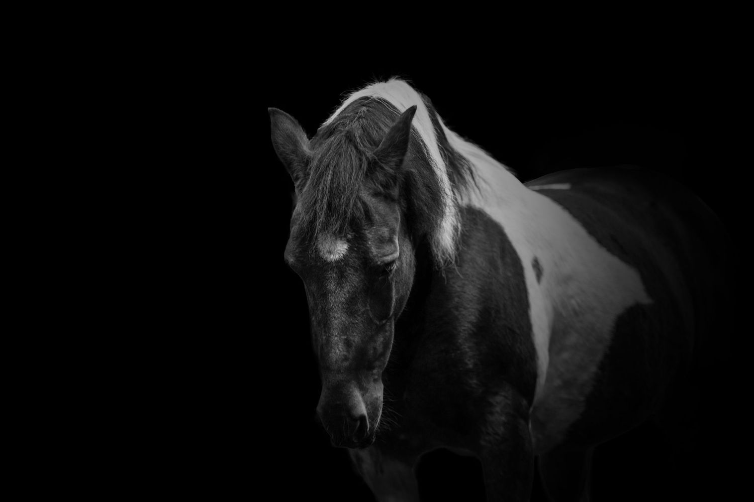 Cheval sur fond noir