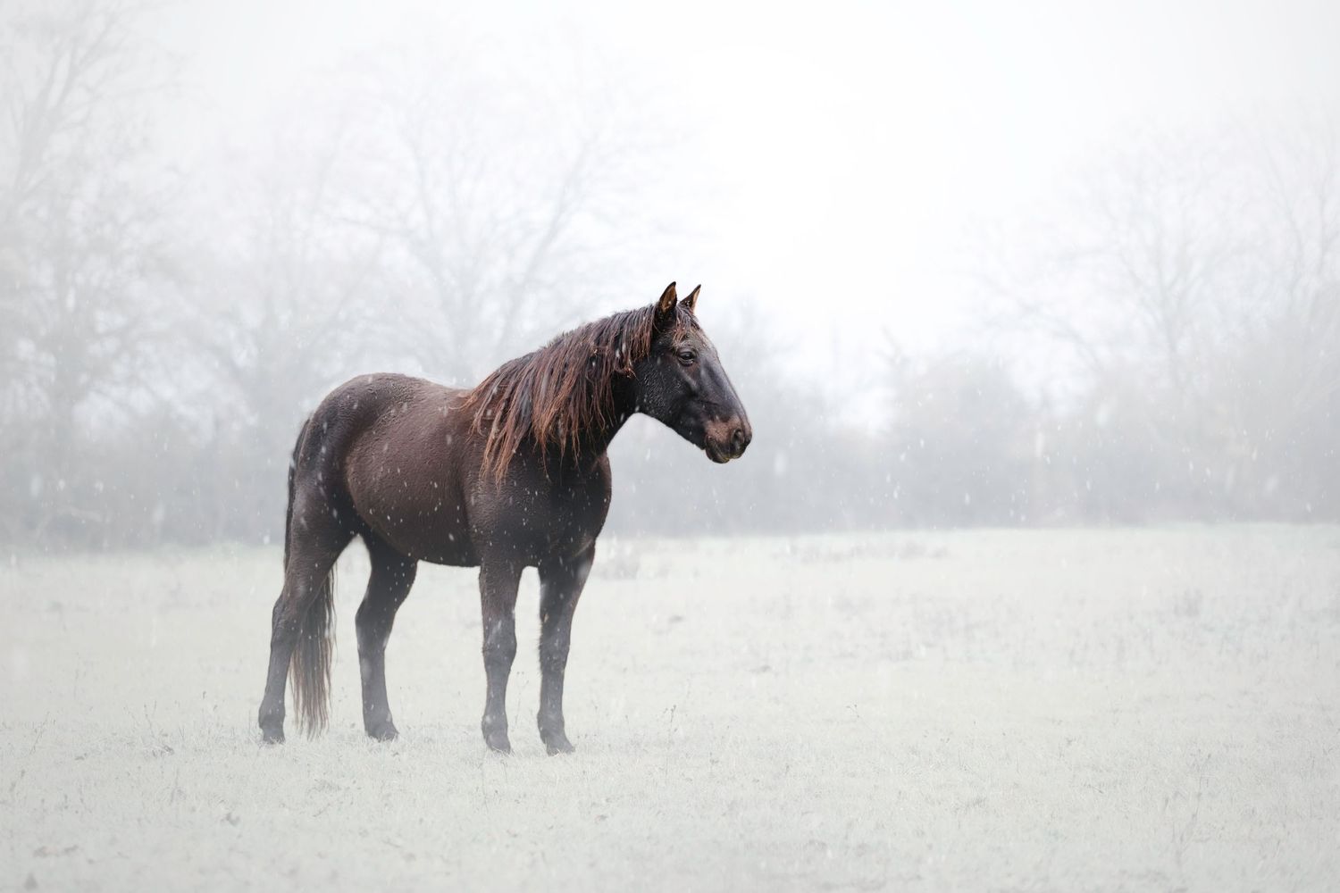 Cheval debout dans la neige pendant qu'il neige, ambiance brumeuse