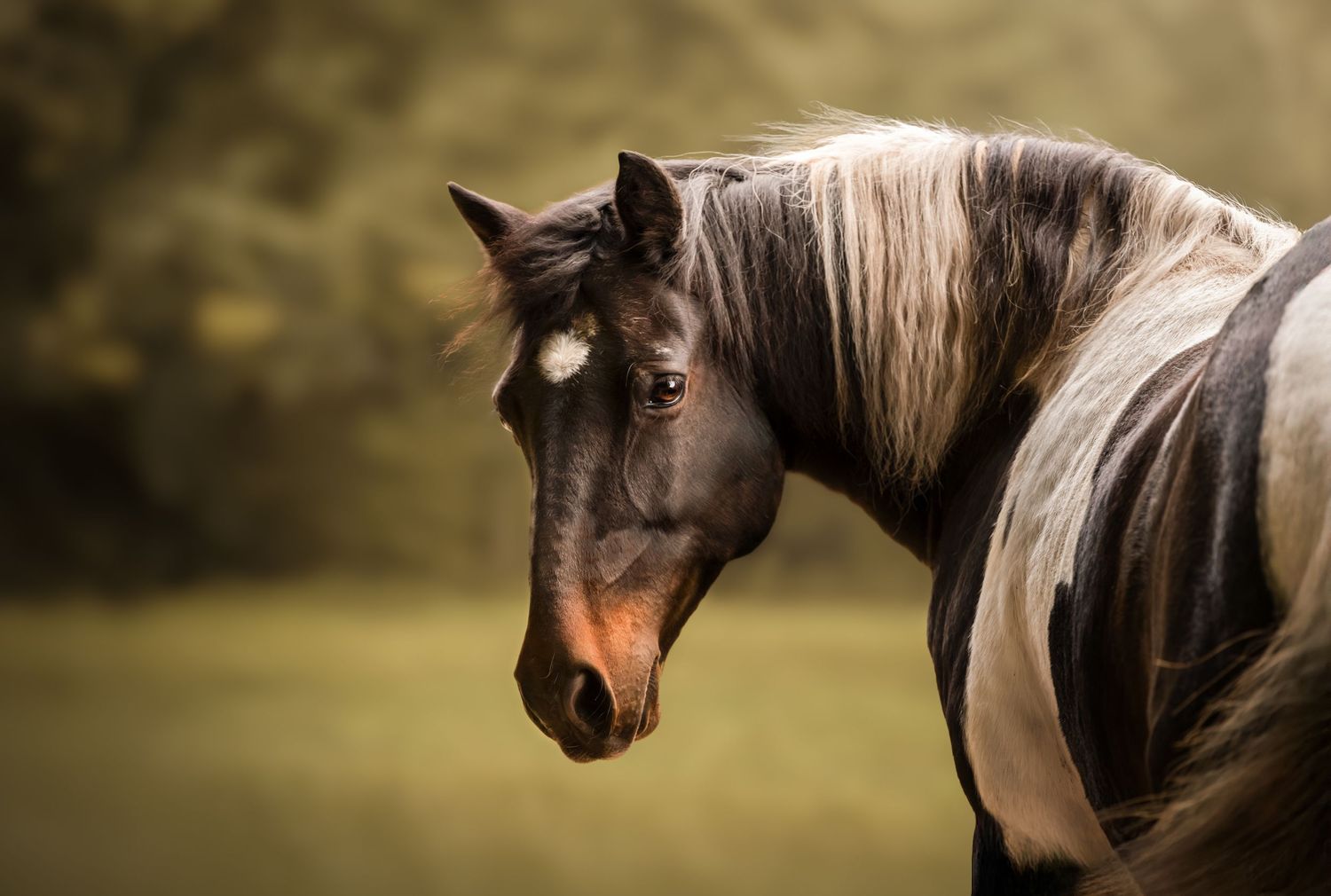Cheval dans une forêt regardant vers l'arrière l'objectif