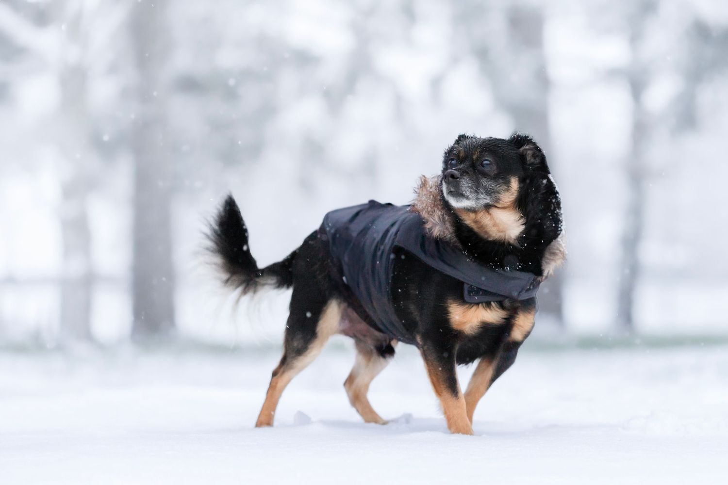 Chien debout dans la neige devant une forêt enneiger