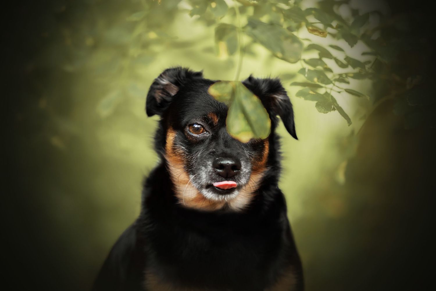 Chien dans la forêt à moitié caché avec les feuillages
