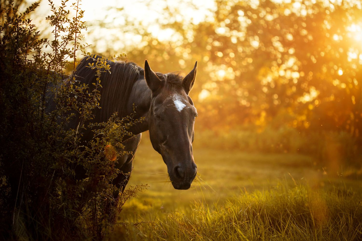 Cheval se reposant au coucher du soleil