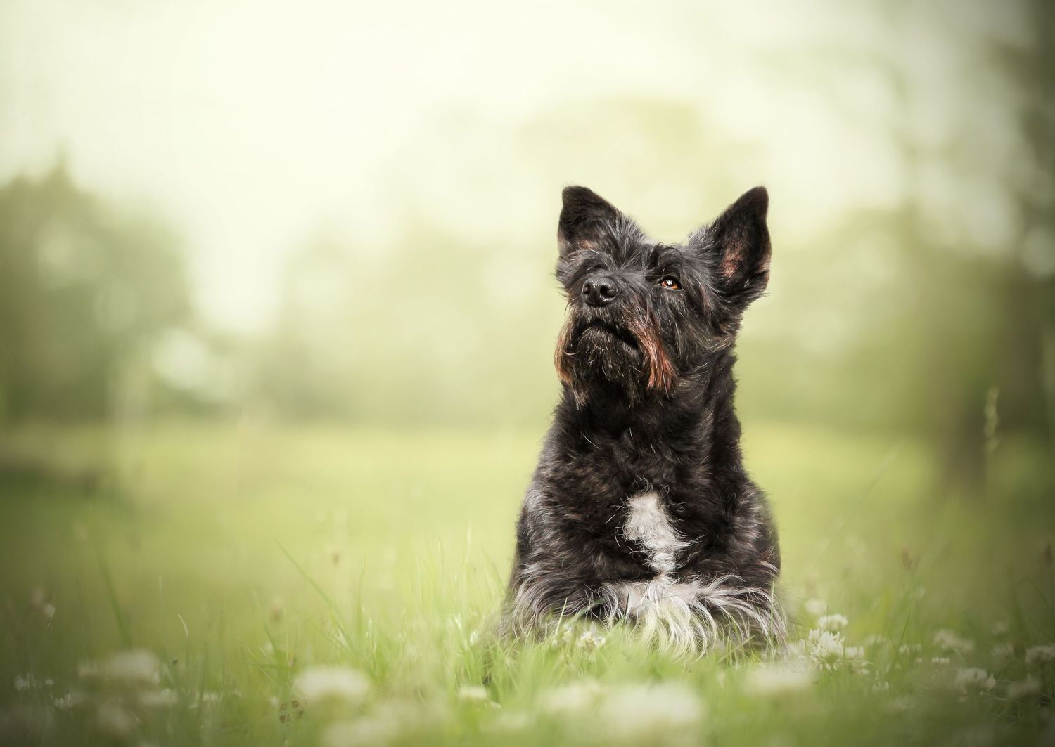 Chien assis dans l'herbe avec des fleurs blanches, aux couleurs du printemps, regard tourné vers le ciel