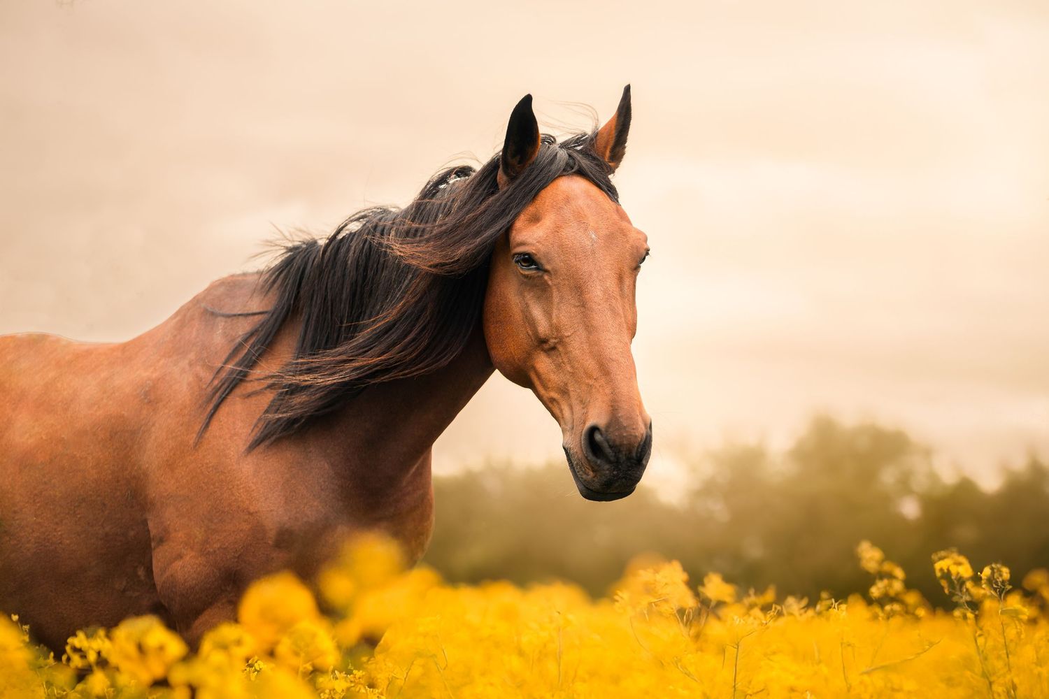 Cheval bai, la crinière au vent dans un champ de colza, regard tourné vers l'objectif couleur du coucher du soleil