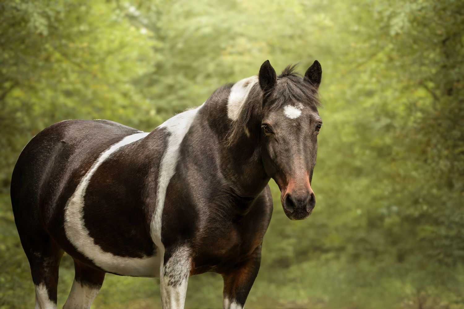 Cheval debout devant une forêt verte