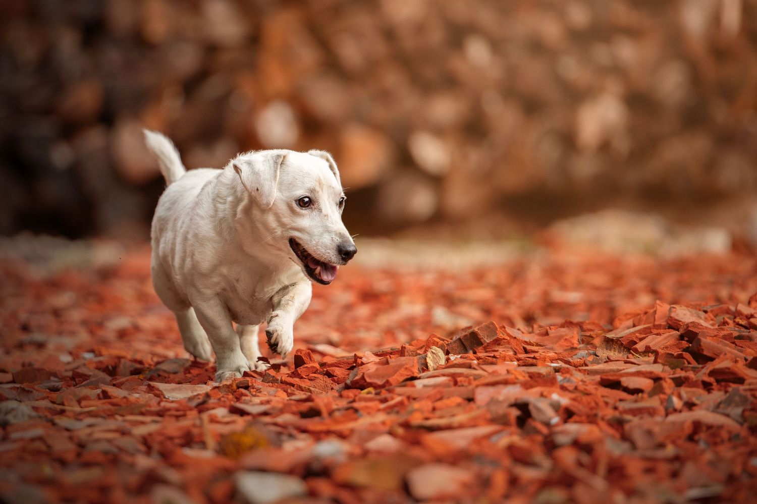 Chien marchant sur un sol de brique rouge devant un tas de buche de bois