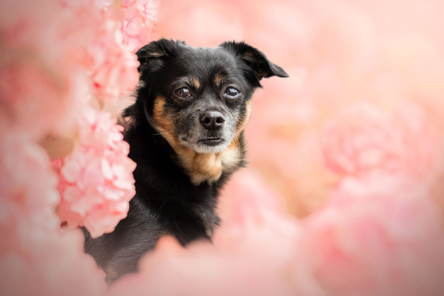 Chien dans les fleurs d'hortensia couleurs roses