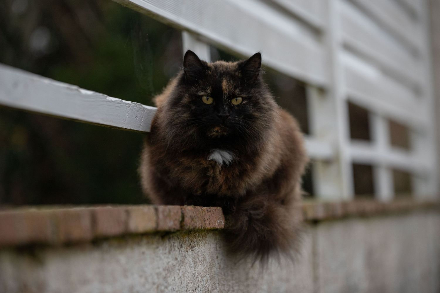 Chat couché sur un mur, fond aux couleurs automnale, regard tourner vers l'objectif
