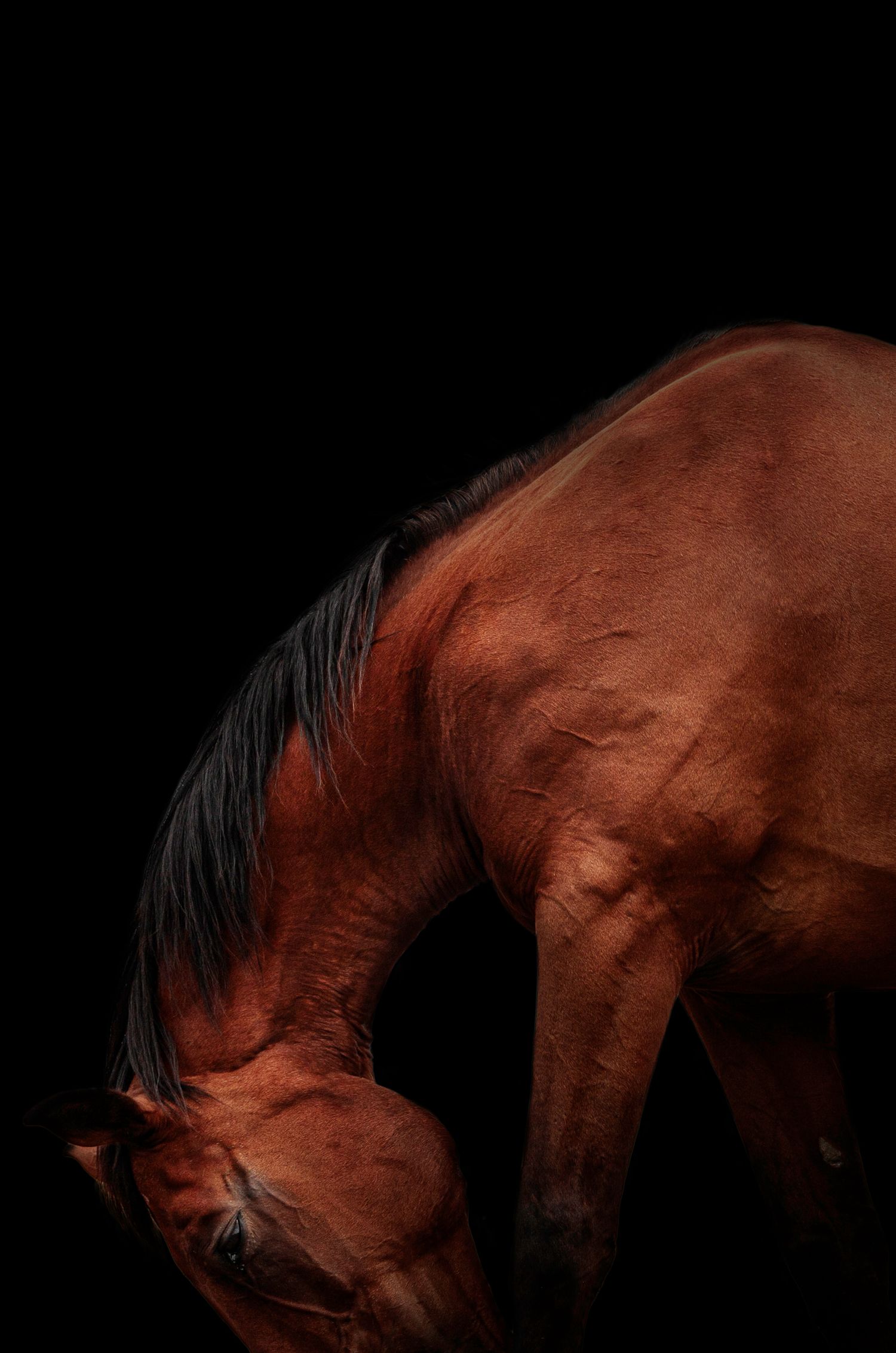 Cheval détail fond noir