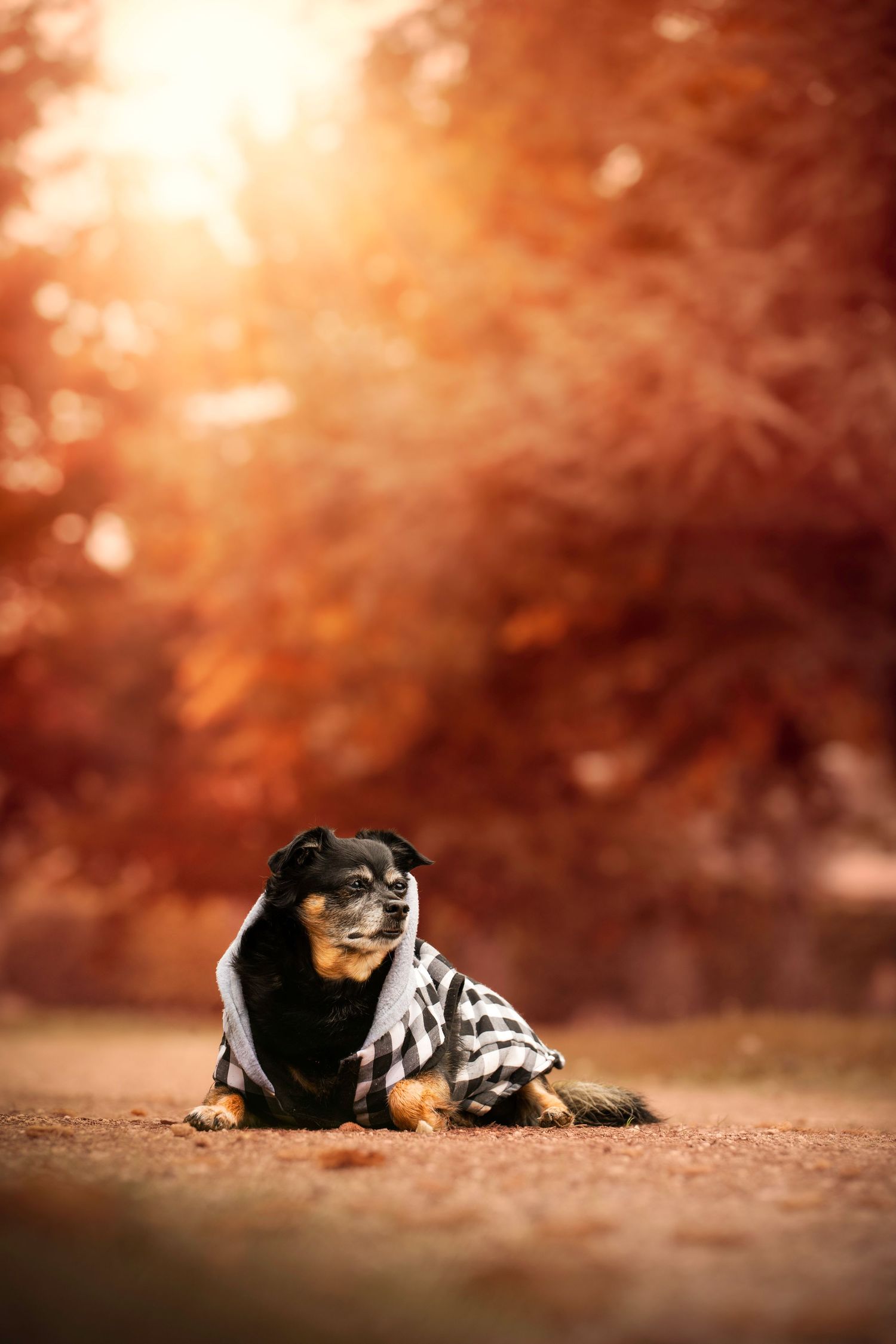 Chien couché sur le sol d’une forêt aux couleurs automnales, regard tourné vers l’objectif
