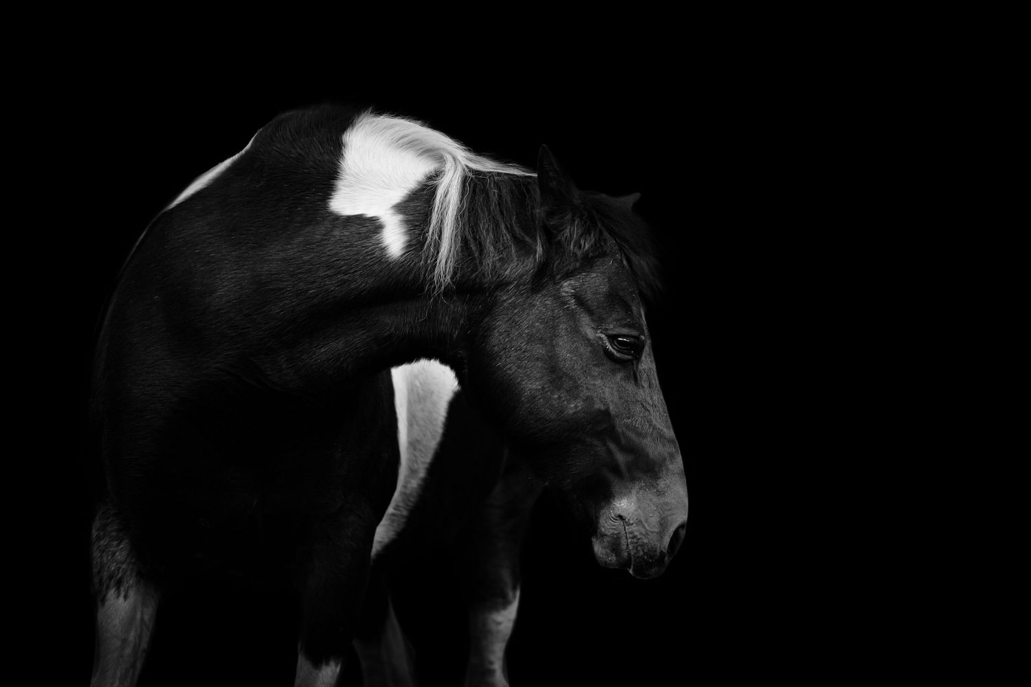Cheval sur fond noir