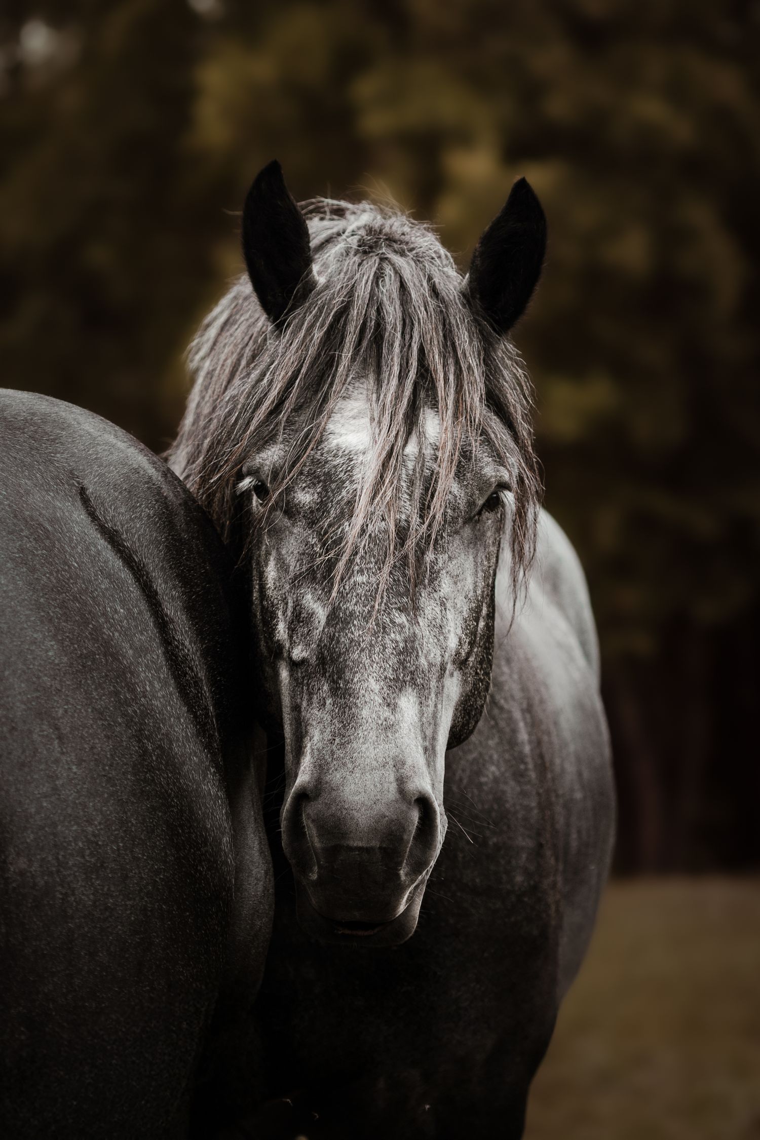 Cheval percheron caché derriere un autre cheval